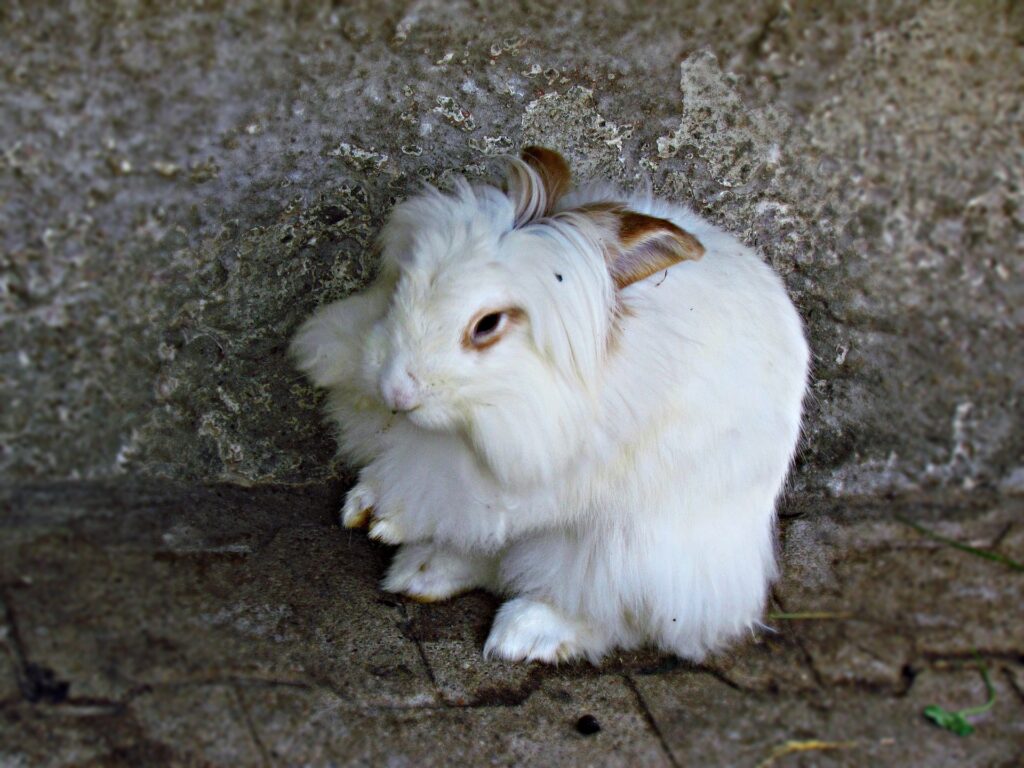 Lapin angora