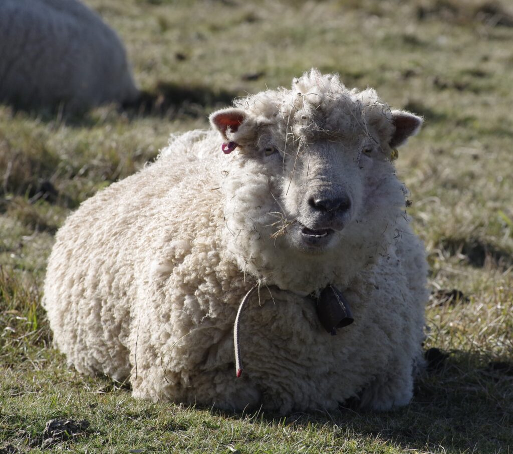 Mouton mérinos