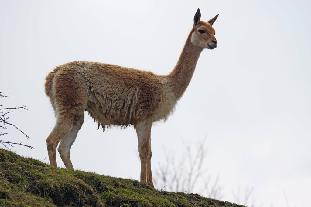 La laine de Vigogne : un des laines naturelles les plus douces